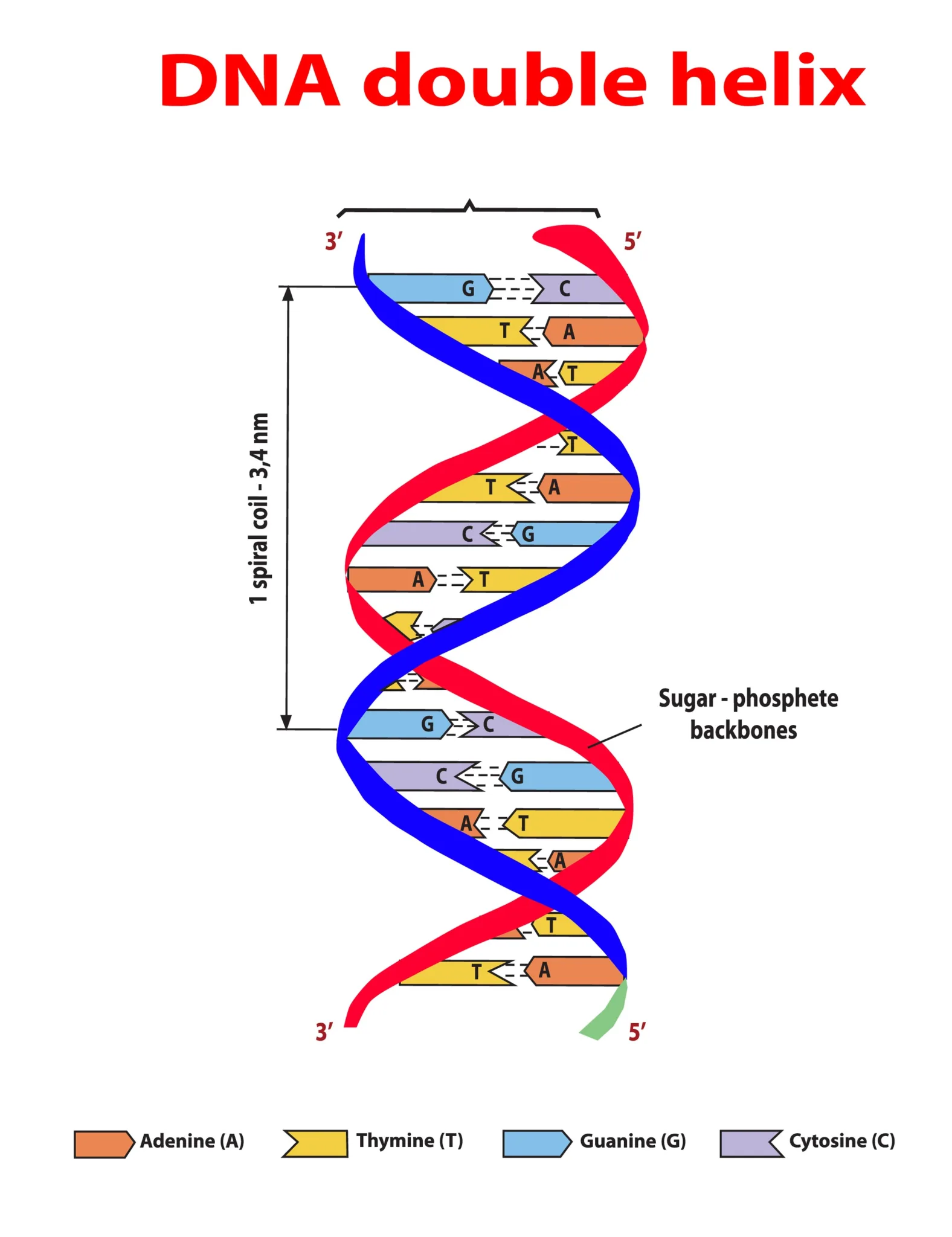 Nutrigenomics Testing - DNA Double Helix